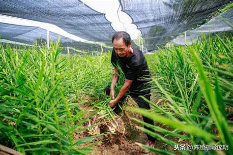 家裡種薑|如何種植生薑？居家種植好吃生薑的七步教程 